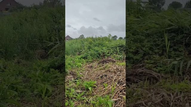 Продается земельный участок в с. Засосна, Белгородская обл. Тел 89100309077 смотреть онлайн