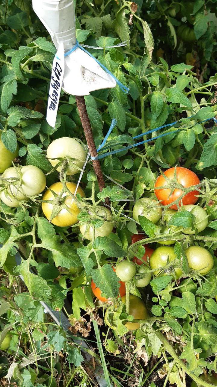 ТОМАТ СЕРДЦЕЕДКА смотреть онлайн