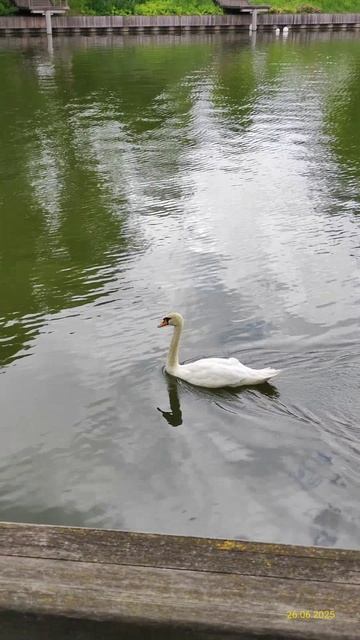 Белый лебедь 26.06.2025
