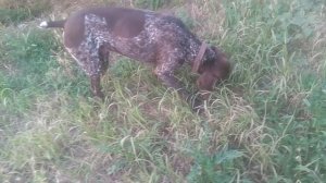 Пёс 8 серия 4 сезон травка вкусняшка