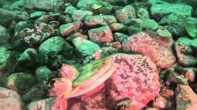 Гребешок хлопает створками смотреть онлайн