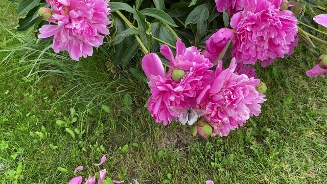 Минутка наслаждения... и бриошь со смородиной смотреть онлайн