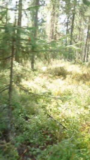 Собираем грибы #грибы #девушка #ягоды