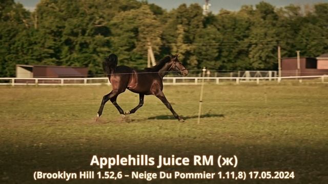Applehills Juice RM (ж) (Brooklyn Hill 1.52,6 – Neige Du Pommier 1.11,8) 17.05.2024 смотреть онлайн