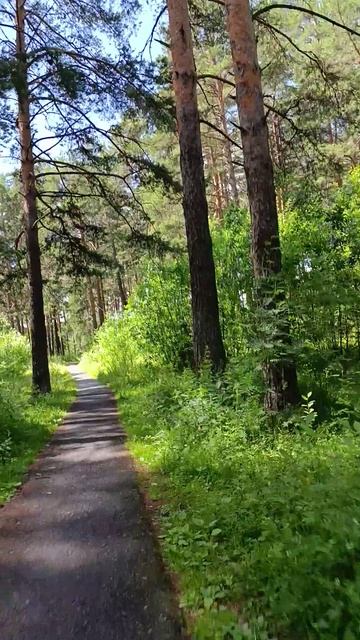 По лесу до опушки смотреть онлайн