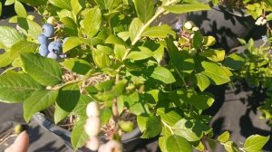 Голубика Спартан, Пуру, Река. 02.07.25 г.