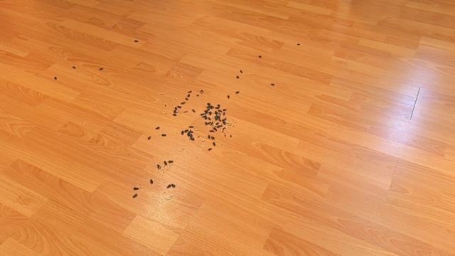 Roborock Saros Z70 уборка