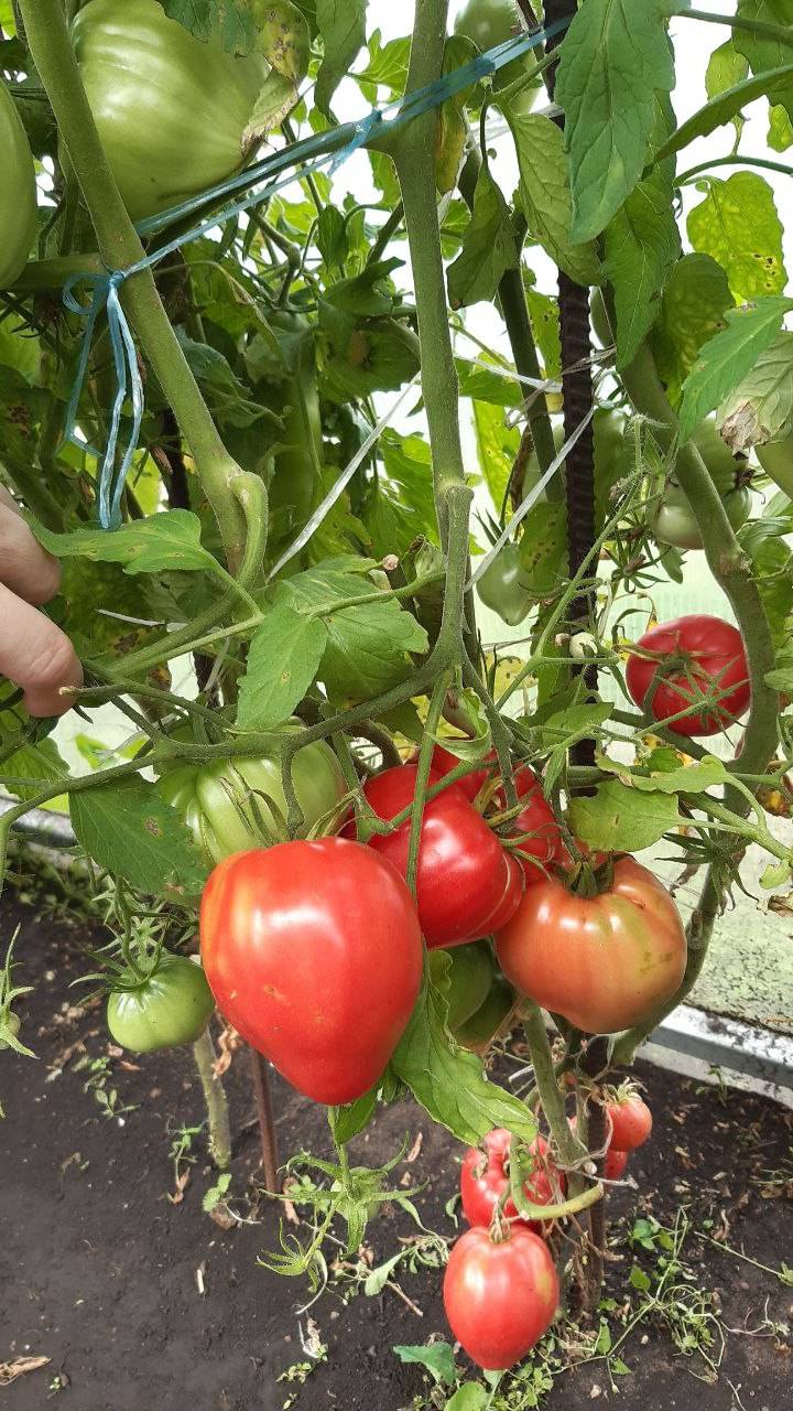 НЕМЕЦКАЯ КРАСНАЯ КЛУБНИКА - ОБЗОР СОРТА ТОМАТА смотреть онлайн