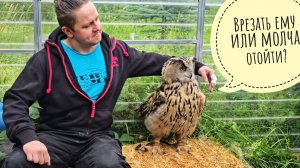 Сова Ёль не обращает внимания на бурю и игнорит Егора. Проблемы с выдачей лекарств новым совам