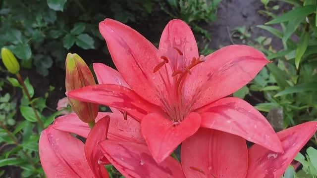 Вести с полей 10\\ Серия дождливая! смотреть онлайн