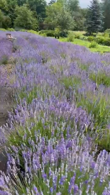 Сказочная лавандовая долина в Ботаническом саду смотреть онлайн