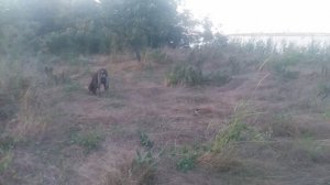 Пёс 8 серия 3 сезон прогулка