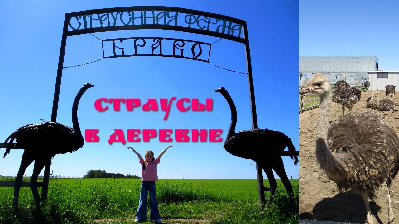 Страусиная ферма в Чувашии, Моргаушский район, 1 Серия