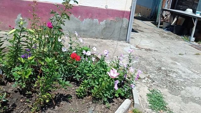 Лечим кур народным средством. 01.07.25 смотреть онлайн