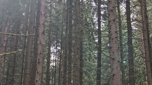 #пениептиц прогулка #впарке #релакс #антистресс #медитация #наприроде #природа #лайф #лес #хвойный