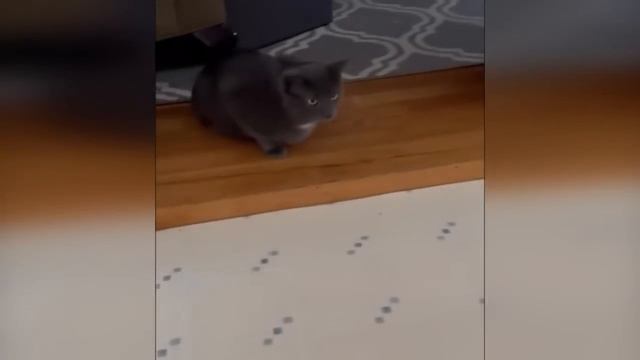 Normal cats смотреть онлайн