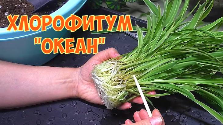 ХЛОРОФИТУМ Океан. Высадка деток в питательную смесь. смотреть онлайн