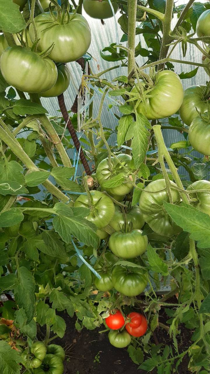 БАШКИРСКИЙ КРАСАВЕЦ - МЕГА УРОЖАЙНЫЙ СОРТ ТОМАТОВ
ПОСАДИВ ОДНАЖДЫ, БУДЕТЕ ВЫРАЩИВАТЬ ИЗ ГОДА В ГОД смотреть онлайн