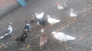 Индоутки 1 сезон 1 серия