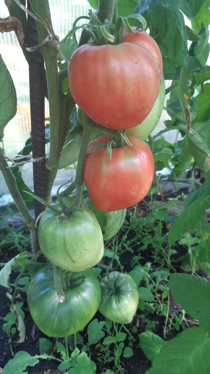 БЫЧЬЕ СЕРДЦЕ НОВОСИБИРСКОЕ смотреть онлайн