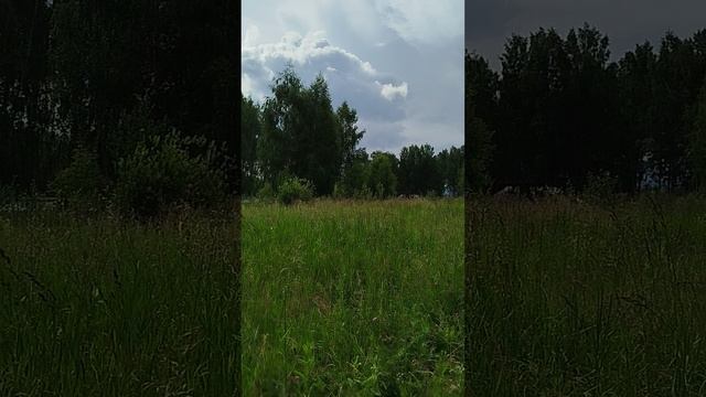 СНТ Лукоморье.mp4 смотреть онлайн