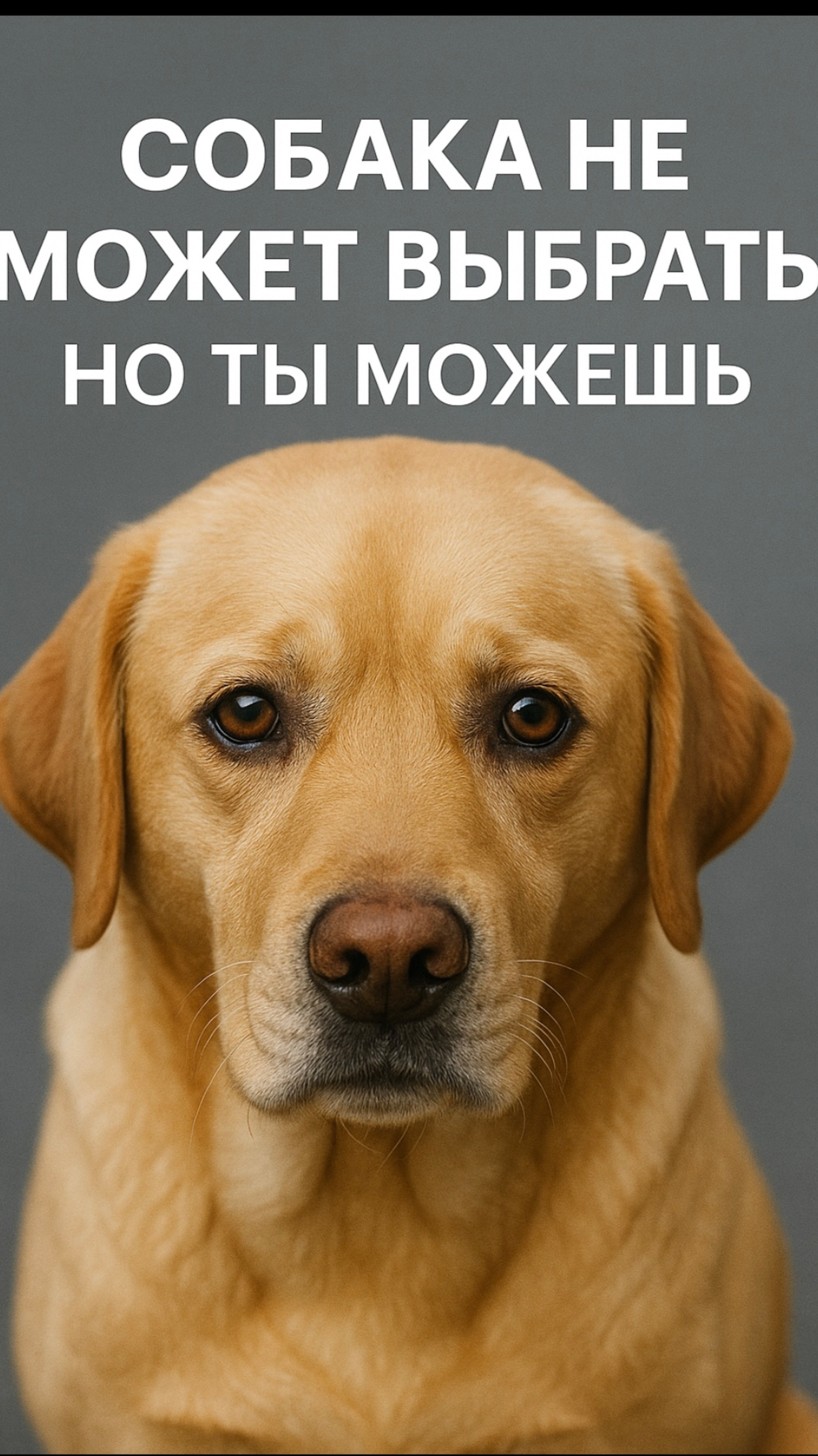 Собака не может выбрать. Но ты можешь.