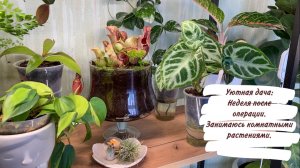 Уютная дача: Неделя после операции. Занимаюсь комнатными растениями.