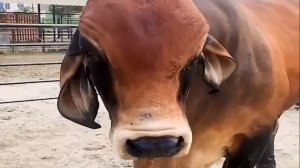 Смешные животные. Анимация