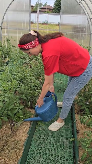 🔥 Скажем НЕТ фитофторе и кладоспориозу! смотреть онлайн