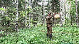 ГРИБНИК ЗАШЕЛ В ЛЕС, НЕ ОЖИДАЛ ЧТО В СУХОСТЬ НАБЕРУ ГРИБОВ.  КОГДА ДОЖДИ???