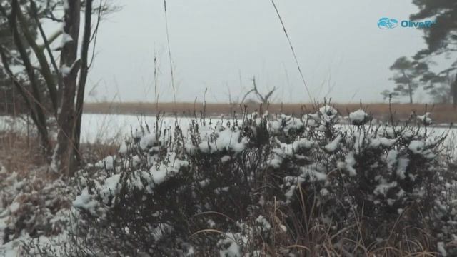 ХОЛОД 2024 смотреть онлайн