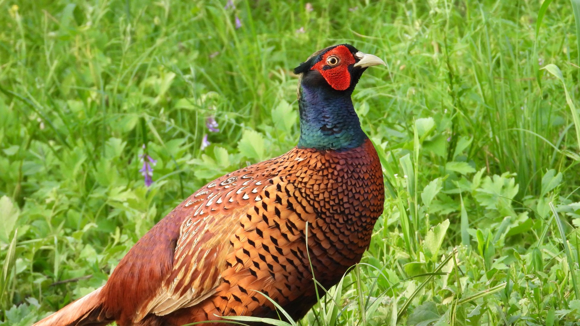 Фазан птица царская