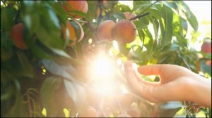 Легенда о Мирабель, выросшей в волшебном лесу. Баллада