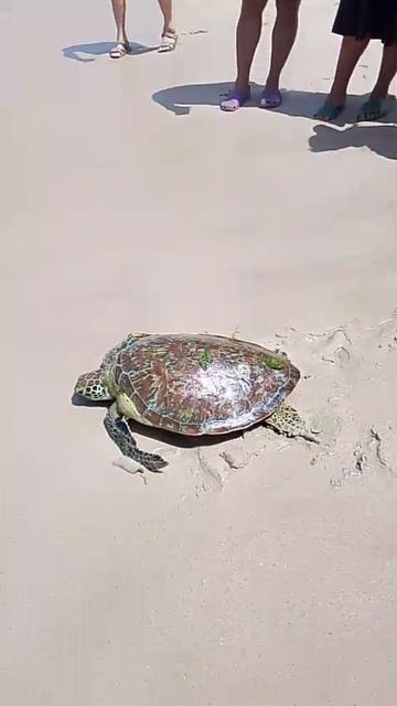 Спасли черепаху смотреть онлайн