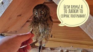 Самая злая и опасная сова сплюшка Малинка завтракает сверчками