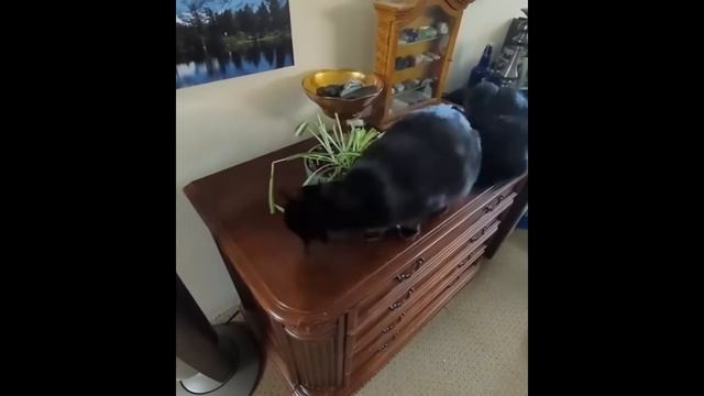 Default Cat Settings
