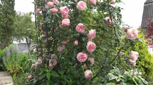 Плетистая роза Пьер де Ронсар. Мужчины нас не понимают….но терпят наши причуды..