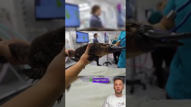 Для тех, кто сомневается в том, что в древности на Земле проводились генетические эксперименты смотреть онлайн