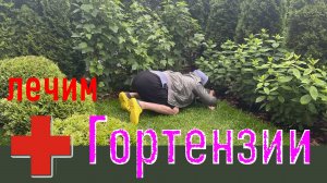 Лечим гортензии
