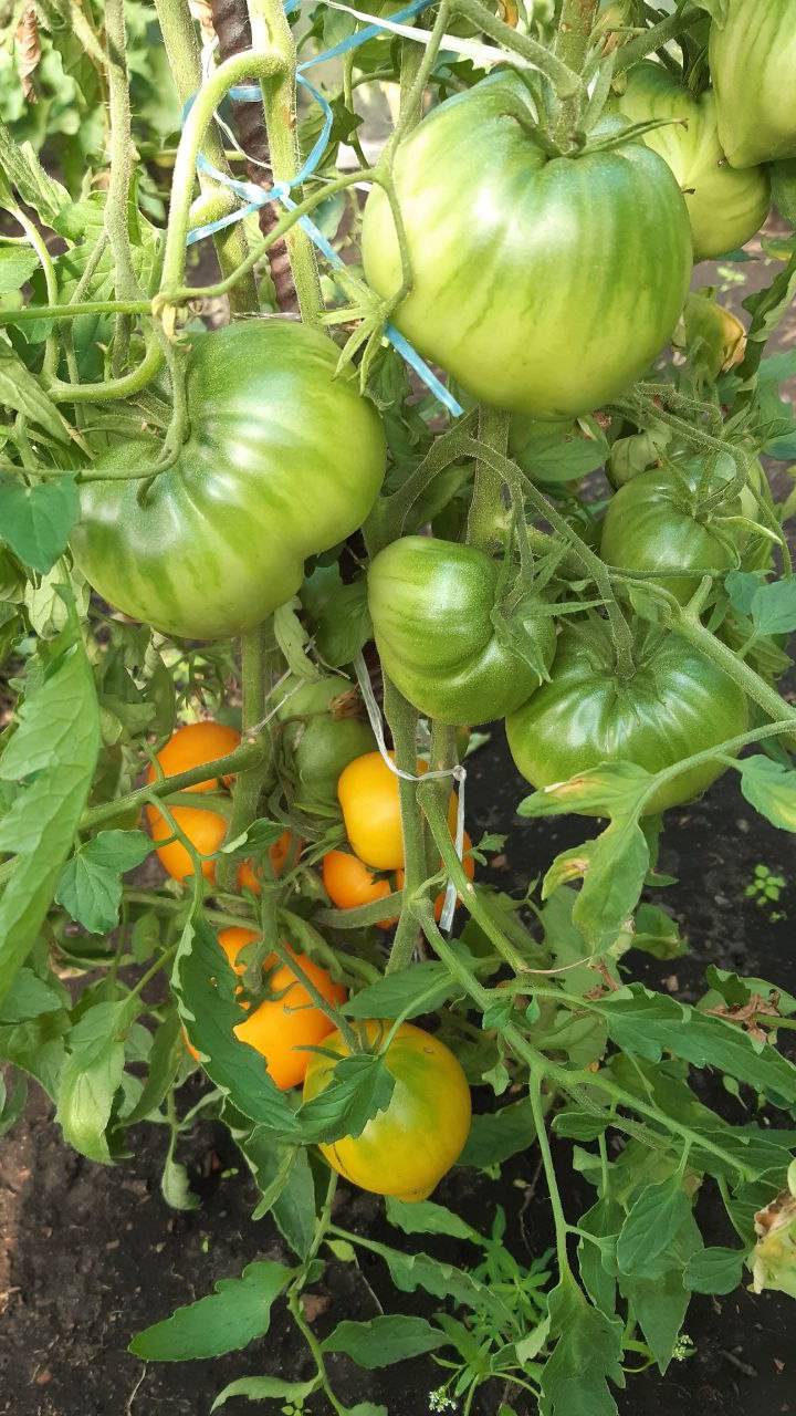 ТОМАТ ЖЕЛТЫЕ ГРЕБЕШКИ - МЕГА СЛАДКИЙ, РАННЕСПЕЛЫЙ СОРТ смотреть онлайн