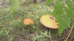 С Началом грибного сезона!!!