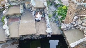 Кошечка у воды