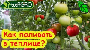 ТОМАТЫ и ОГУРЦЫ: КАК ПРАВИЛЬНО ПОЛИВАТЬ ТЕПЛИЦУ? Правильный полив и вентиляция - жди большой урожай