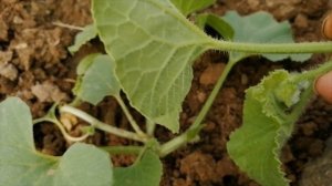 Формирование дыни в теплице