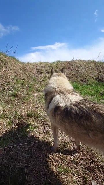 Бармалей на прогулке #shorts #лайка #собака смотреть онлайн