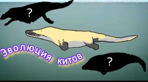 Эволюция китов на протяжении миллионов лет (полная версия)
