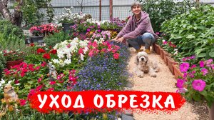 Как правильно обрезать лобелию! Уход за лобелией в открытом грунте!