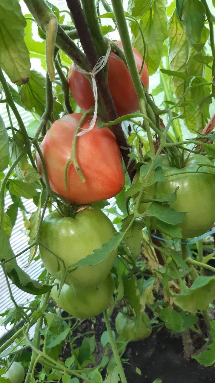 ЗНАМЕНИТАЯ СЕРИЯ - МИНУСИНСКИЕ ТОМАТЫ
МИНУСИНСКОЕ БЫЧЬЕ СЕРДЦЕ - ПОБЕДИТЕЛЬ ВЫСТАВКИ 2009г смотреть онлайн