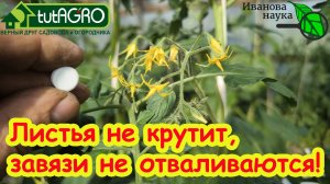 ВСЕ ЗАВЯЗИ ПРЕВРАТЯТСЯ В УРОЖАЙ! Перцы, томаты и огурцы ОБОЖАЮТ эту подкормку. Активация завязей.