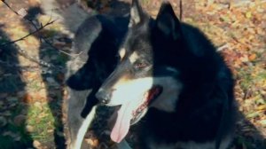 Саха хараҕынан - булчут ыттар